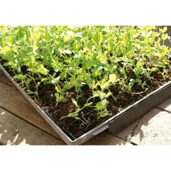 W.E.T. BY POT OLÉ ApS Anzuchtplatte mit Einzeltöpfen Outlet