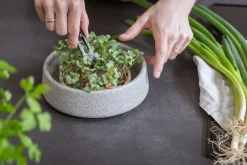 Denk Keramische Werkstätten Anzuchtschale für Microgreens Sale