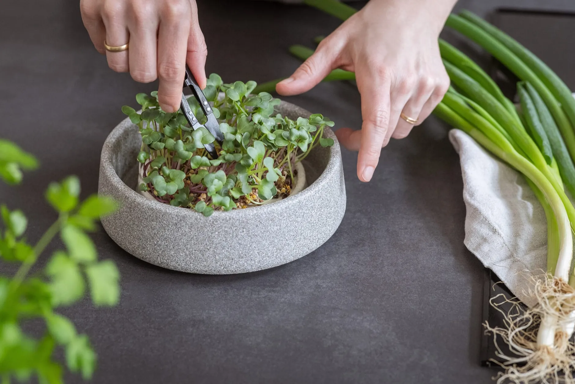 Denk Keramische Werkstätten Anzuchtschale für Microgreens Sale