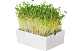 Heimgart Anzuchtset Microgreens Sale