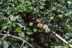 Burgon ＆ Ball Apfelpflücker Drahtkorb New