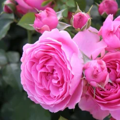 Rosenhof Schultheis Balkonrose 'Leonardo da Vinci' ® Clearance