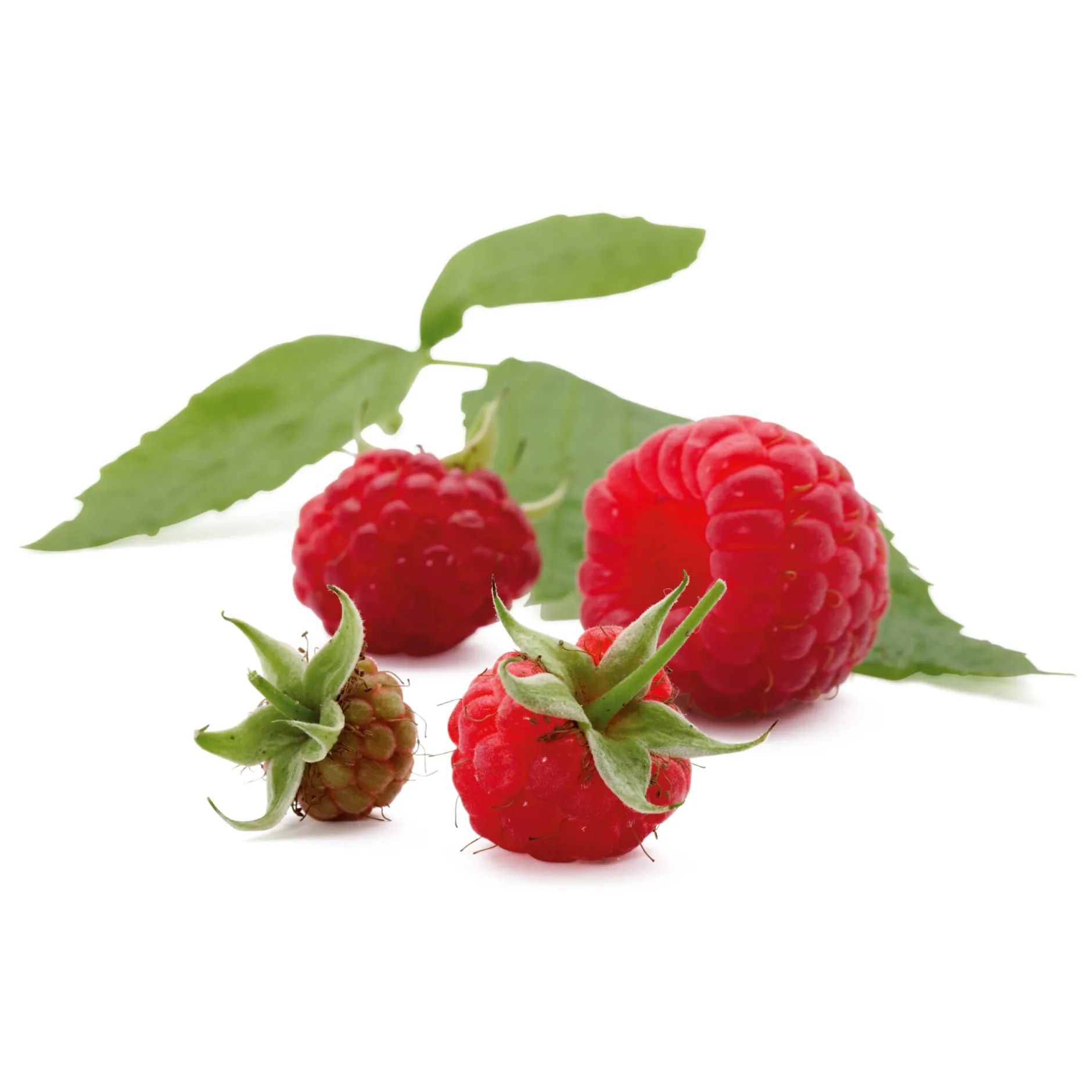 Manufactum Beerenstrauch Himbeere 'Korbfüller' Sale