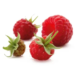 Manufactum Beerenstrauch Himbeere 'Korbfüller' Sale