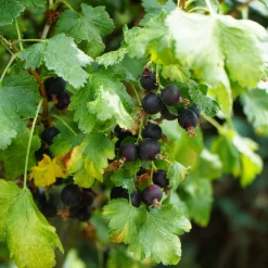 Martin Müller Baumschulen Beerenstrauch Jostabeere Online