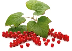 Martin Müller Baumschulen Beerenstrauch Rote Johannisbeere 'Roter See' Best