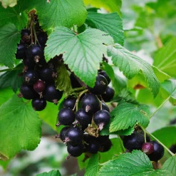 Martin Müller Baumschulen Beerenstrauch Schwarze Johannisbeere 'Hedda' Discount