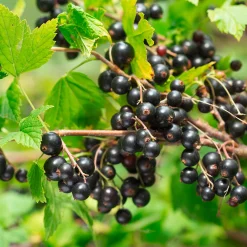 Martin Müller Baumschulen Beerenstrauch Schwarze Johannisbeere 'Noir de Bourgogne' Discount