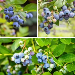 Martin Müller Baumschulen Beerensträucher Heidelbeere lange Erntezeit Outlet