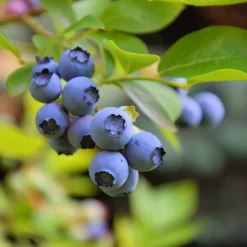 Martin Müller Baumschulen Beerensträucher Heidelbeere lange Erntezeit Outlet