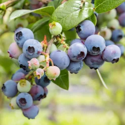 Martin Müller Baumschulen Beerensträucher Heidelbeere lange Erntezeit Outlet