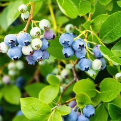 Martin Müller Baumschulen Beerensträucher Heidelbeere lange Erntezeit Outlet