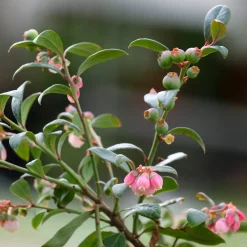 Martin Müller Baumschulen Beerensträucher Heidelbeere lange Erntezeit Outlet