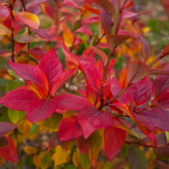 Martin Müller Baumschulen Beerensträucher Heidelbeere lange Erntezeit Outlet