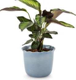 Royal Goedewaagen Übertopf Heritage hellblau Online