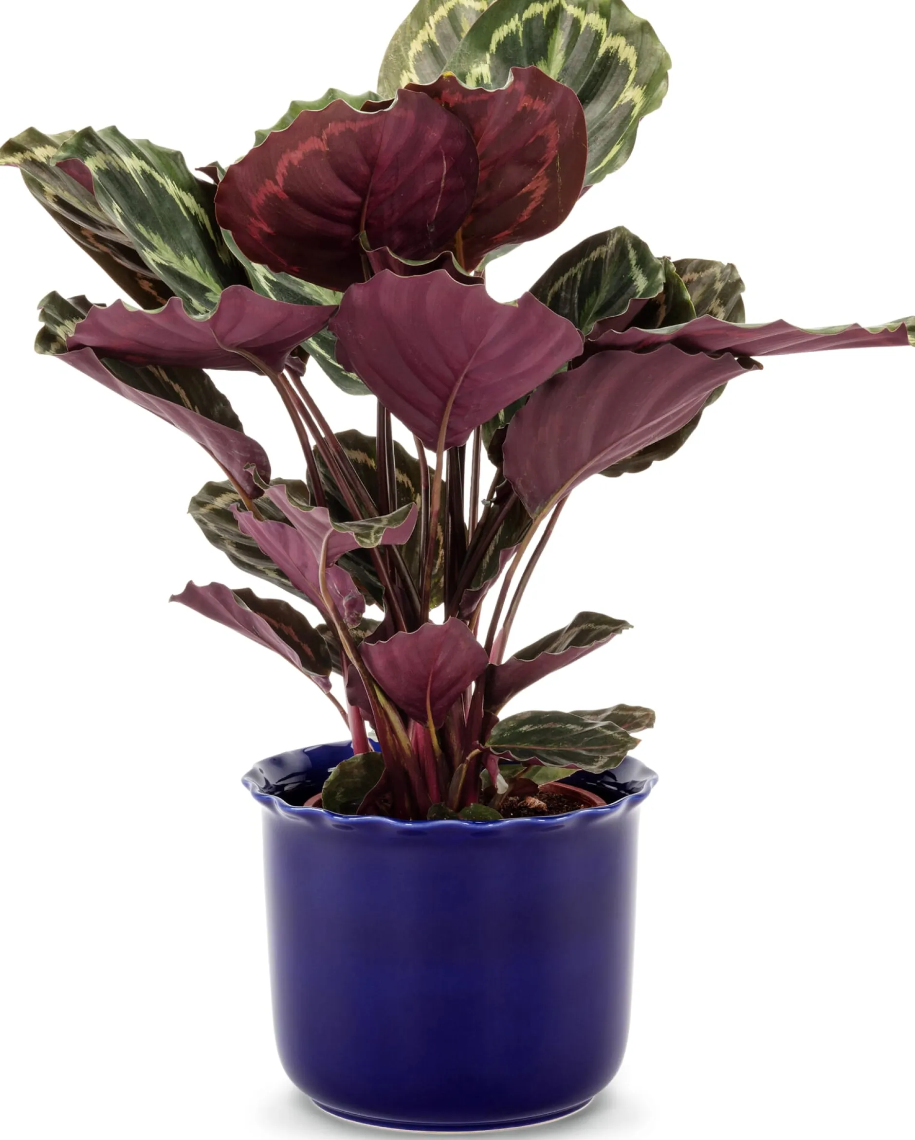 Royal Goedewaagen Übertopf Heritage kobaltblau Best