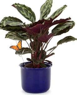 Royal Goedewaagen Übertopf Heritage kobaltblau Best