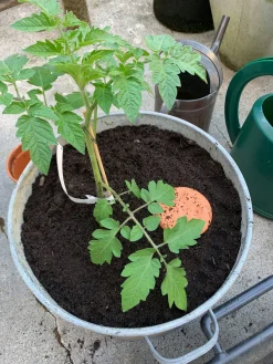 Manufactum Bewässerungstopf für Pflanzkübel Best