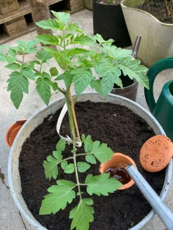 Manufactum Bewässerungstopf für Pflanzkübel Best