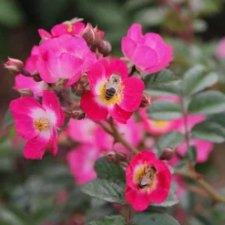 Rosenhof Schultheis Bienenrose 'Bee Lovely'