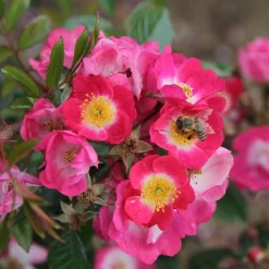 Rosenhof Schultheis Bienenrose 'Bee Lovely'