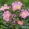 Rosenhof Schultheis Bienenrose Japanische Wildrose