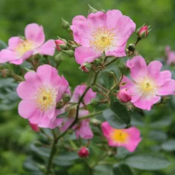 Rosenhof Schultheis Bienenrose Japanische Wildrose