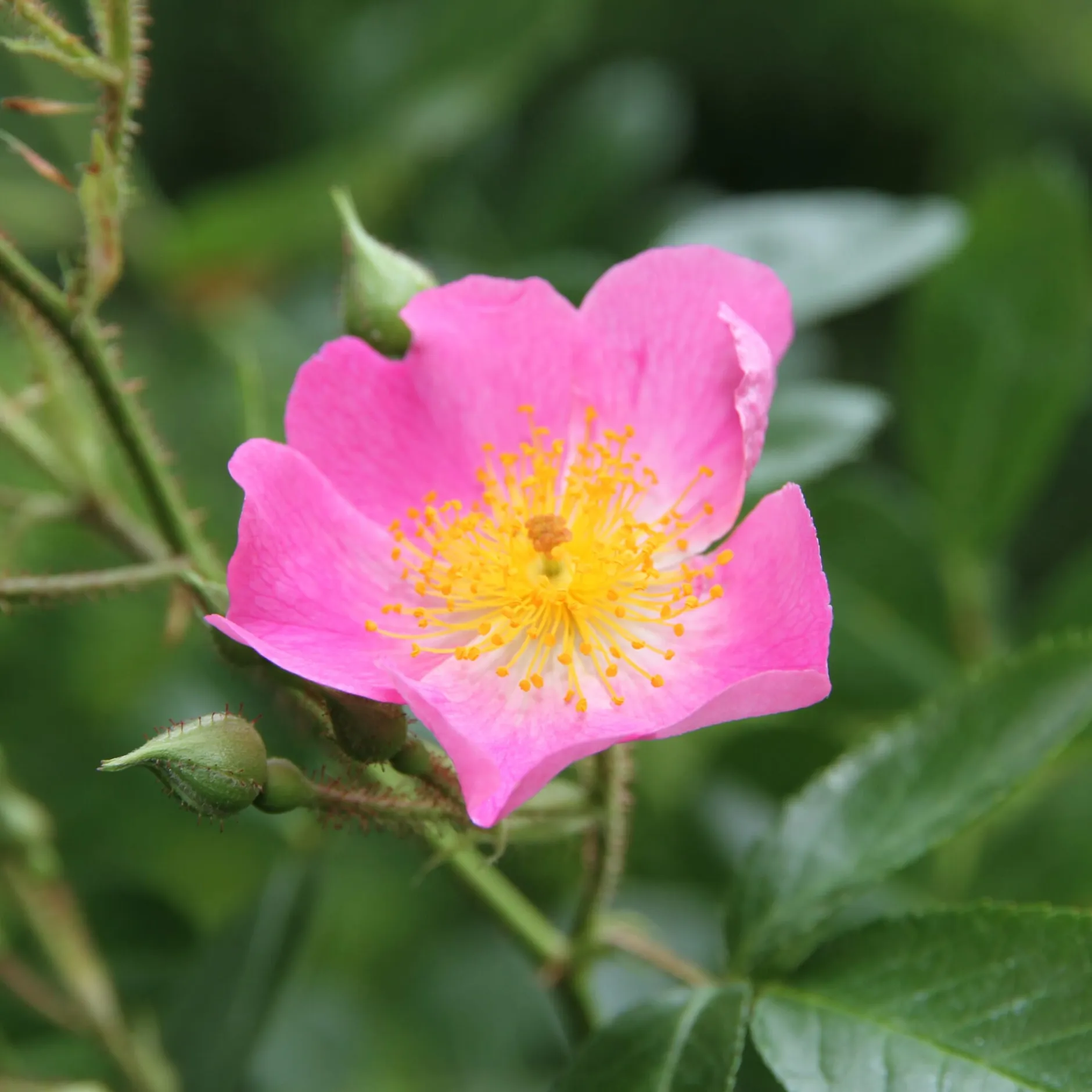 Rosenhof Schultheis Bienenrose Japanische Wildrose