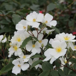 Rosenhof Schultheis Bienenrose 'Musquée sans Soucis'® Sale