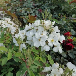 Rosenhof Schultheis Bienenrose 'Musquée sans Soucis'® Sale