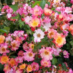 Rosenhof Schultheis Bienenrose ’Pretty Sunrise‘® Hot