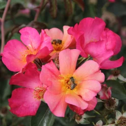 Rosenhof Schultheis Bienenrose ’Pretty Sunrise‘® Hot