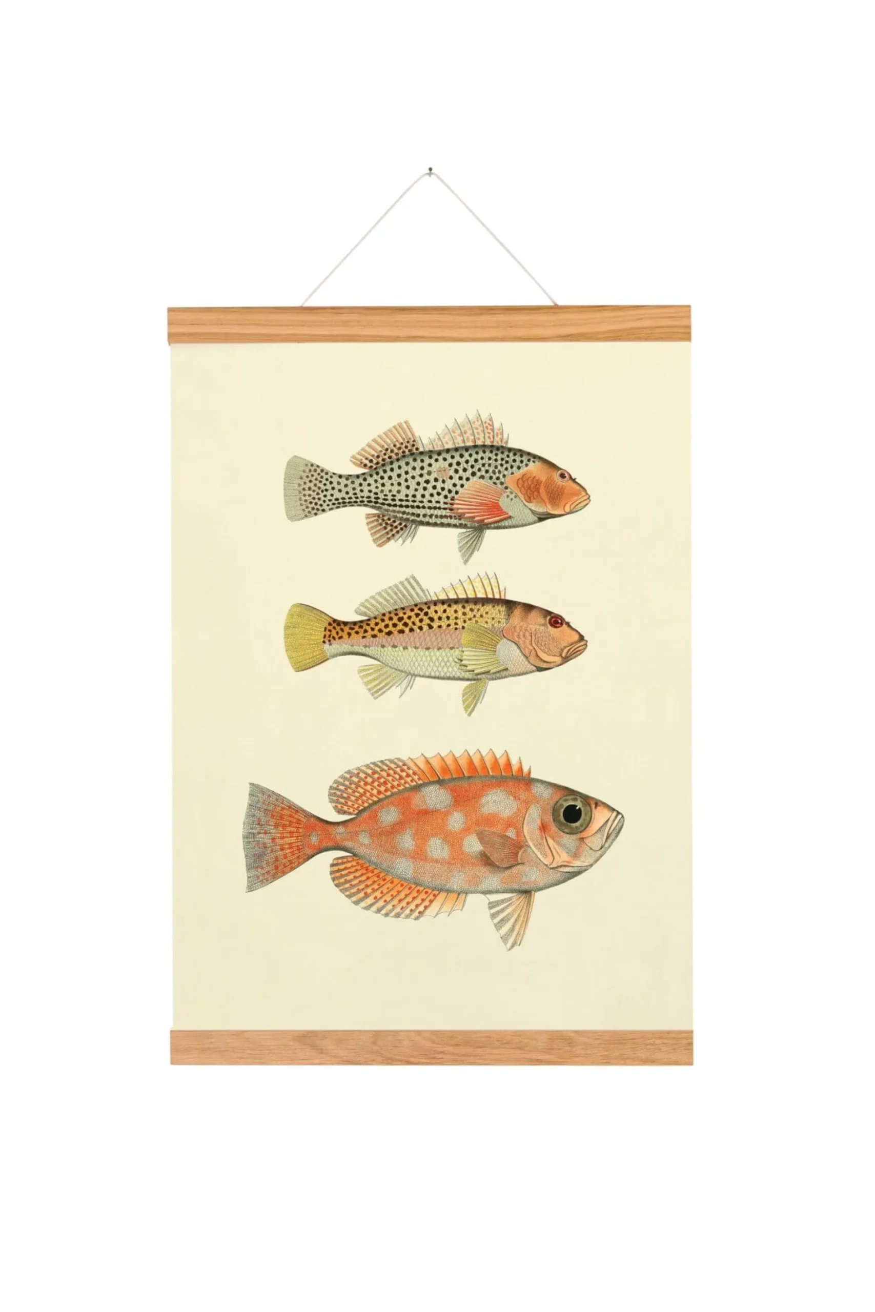 Caritas Wendelstein Werkstätten Bilderleiste Eichenholz magnetisch Sale