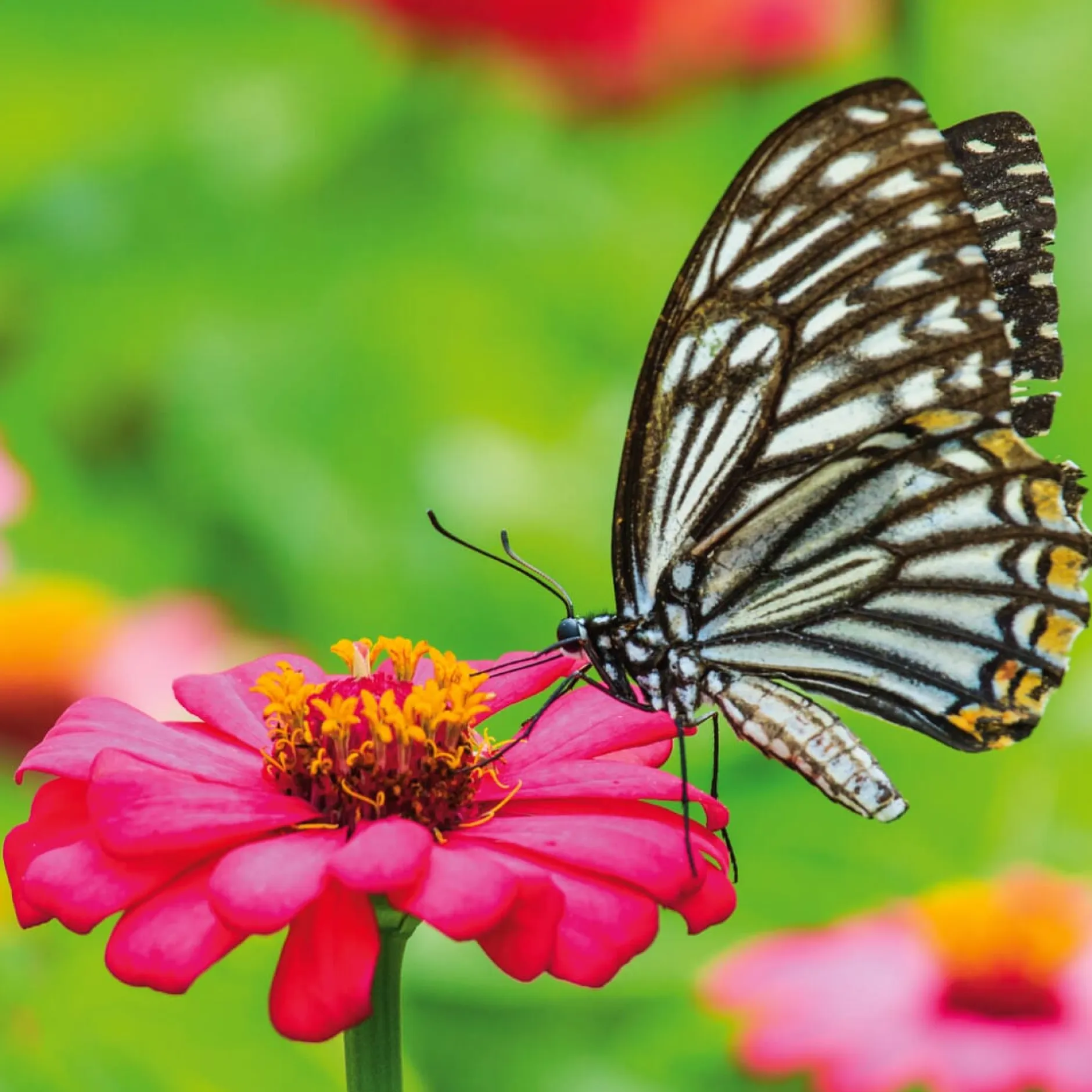 Hädecke Verlag Bio-Blumensamen Samenwürfel für Schmetterlinge Sale