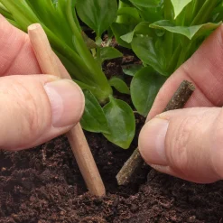 grünerdüngen Biologische Düngestäbchen für Topfpflanzen Sale