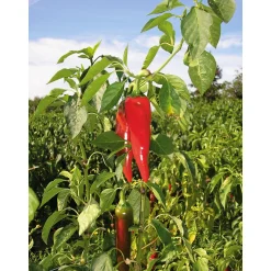 GP Pays Basque Bio-Piment d’Espelette Outlet