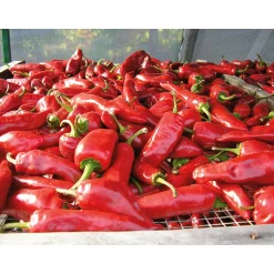 GP Pays Basque Bio-Piment d’Espelette Outlet