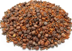 Samen-Fetzer Bio-Saatgut Microgreens Hot