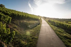 Weingut Bischel Bio-Scheurebe Gutswein trocken Hot