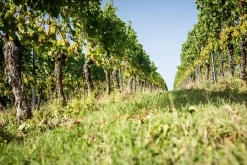 Weingut Bischel Bio-Scheurebe Gutswein trocken Hot