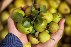 Manufaktur Jörg Geiger Birnenschaumwein Bratbirne