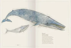 Gerstenberg Verlag Blauwal, Seestern, Oktopus Discount