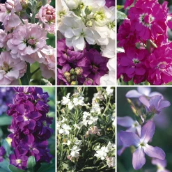 Manufactum Blumensamen Ausgewählte Levkojen Outlet