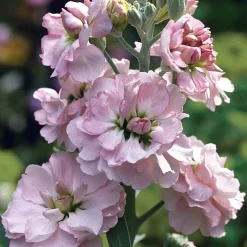 Manufactum Blumensamen Ausgewählte Levkojen Outlet