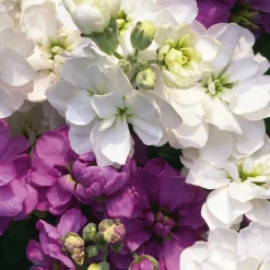 Manufactum Blumensamen Ausgewählte Levkojen Outlet