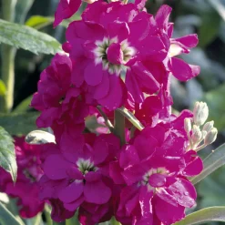 Manufactum Blumensamen Ausgewählte Levkojen Outlet