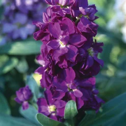 Manufactum Blumensamen Ausgewählte Levkojen Outlet