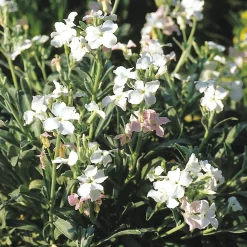 Manufactum Blumensamen Ausgewählte Levkojen Outlet