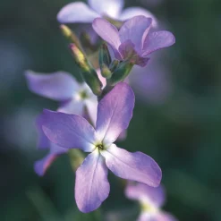 Manufactum Blumensamen Ausgewählte Levkojen Outlet