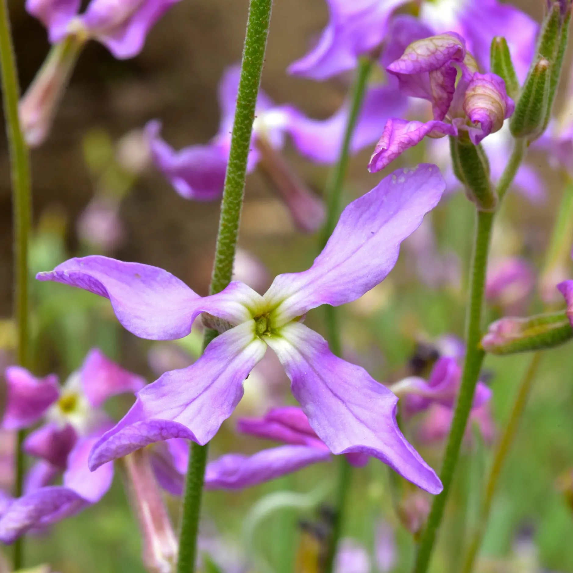 Manufactum Blumensamen Duftende Blumen Online